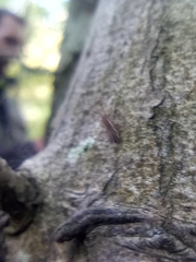Orchesella flavescens