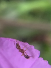 Tetramorium bicarinatum