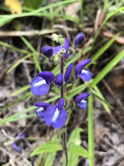 Scutellaria incurva