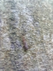 Orchesella flavescens