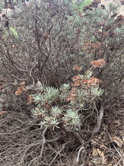 Eriogonum arborescens