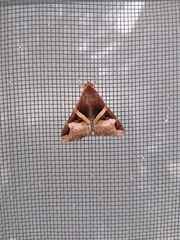 Melipotis fasciolaris