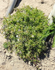Delosperma inconspicuum