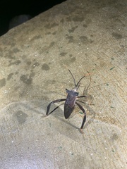 Acanthocephala alata