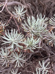 Eriogonum arborescens