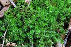 Dicranum polysetum