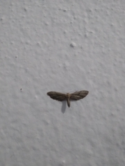 Euacidalia brownsvillea