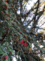 Taxus baccata
