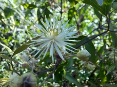 Clematis montevidensis