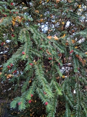 Taxus baccata