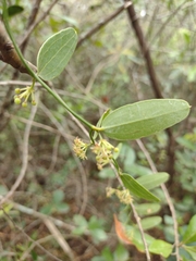 Smilax campestris