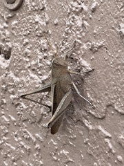 Schistocerca damnifica