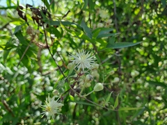 Clematis montevidensis