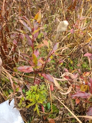 Anemone cylindrica
