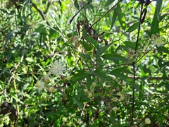 Clematis montevidensis