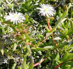Delosperma inconspicuum