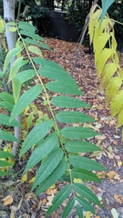 Ailanthus altissima