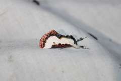Eudryas unio