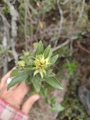 Croton montevidensis