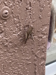 Schistocerca damnifica