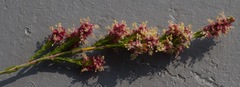 Passerina