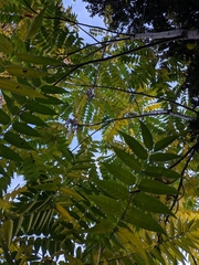 Ailanthus altissima