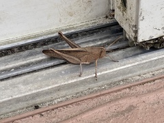 Schistocerca damnifica