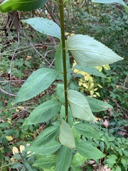 Scrophularia