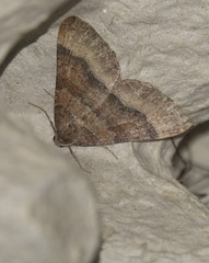 Larentia clavaria