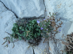 Limonium cancellatum