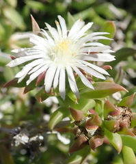 Delosperma inconspicuum