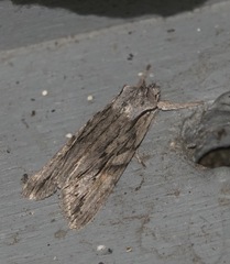 Lithophane leautieri