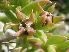 Delosperma inconspicuum