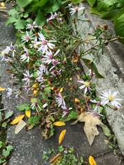 Symphyotrichum cordifolium