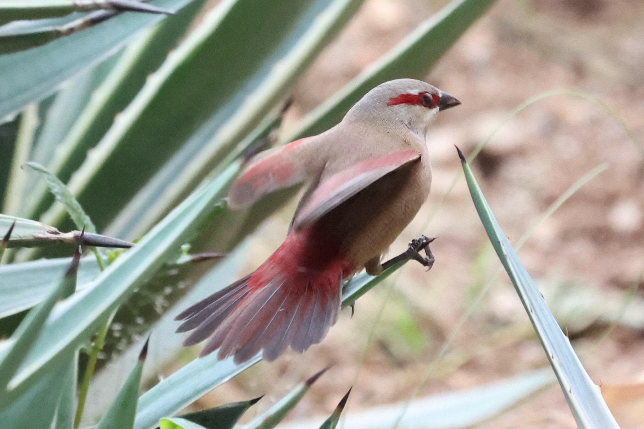 Crimson-rumped Waxbill illustration