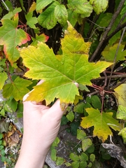 Acer rubrum