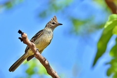 Plain-Crested Elaenia photo 1