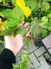 Acer rubrum