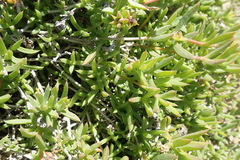 Delosperma inconspicuum