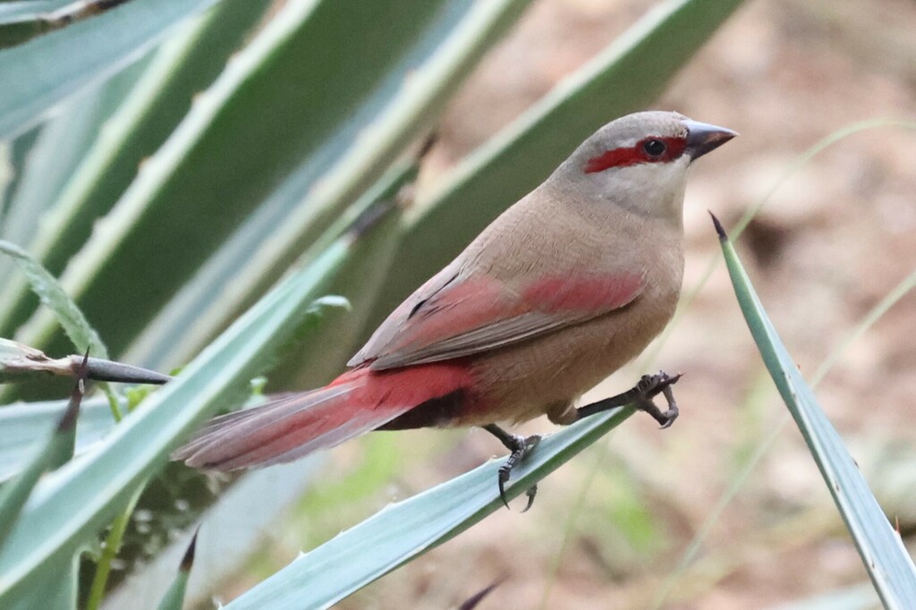 Crimson-Rumped Waxbill