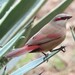 Crimson-rumped Waxbill - Photo (c) Tommy Andriollo, some rights reserved (CC BY), uploaded by Tommy Andriollo