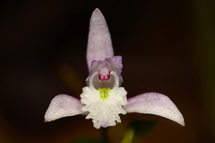 Triphora trianthophoros