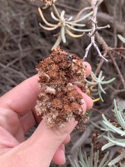 Eriogonum arborescens