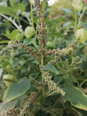 Amaranthus viridis