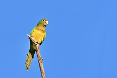 Eupsittula cactorum