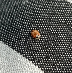 Harmonia quadripunctata