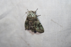 Macrurocampa marthesia