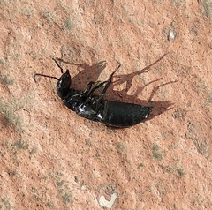 Staphylinini