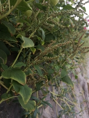 Amaranthus viridis