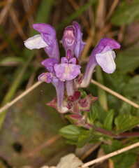 Scutellaria alpina